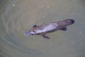 a platypus  in  a creek on the Eungella National Park, Queensland, Australia Royalty Free Stock Photo