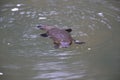 a platypus  in  a creek on the Eungella National Park, Queensland, Australia Royalty Free Stock Photo