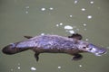 a platypus  in  a creek on the Eungella National Park, Queensland, Australia Royalty Free Stock Photo