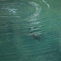 Platypus diving in bluish-green water of Australian lake