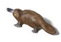 Platypus duck-billed animal. Ornithorhynchus anatinus 3D illustration Royalty Free Stock Photo