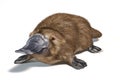 Platypus duck-billed animal. Ornithorhynchus anatinus 3D illustration Royalty Free Stock Photo