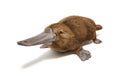 Platypus duck-billed animal. Royalty Free Stock Photo