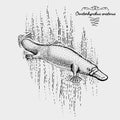 Platypus engraved, hand drawn vector illustration in woodcut scratchboard style, vintage drawing species. Royalty Free Stock Photo