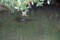 a platypus in a creek on the Eungella National Park, Queensland, Australia