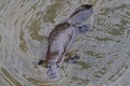 a platypus in a creek on the Eungella National Park, Queensland, Australia