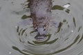a platypus in a creek on the Eungella National Park, Queensland, Australia