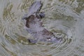 a platypus in a creek on the Eungella National Park, Queensland, Australia