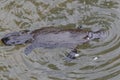 a platypus in a creek on the Eungella National Park, Queensland, Australia