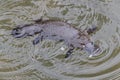 a platypus in a creek on the Eungella National Park, Queensland, Australia