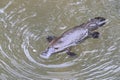 a platypus in a creek on the Eungella National Park, Queensland, Australia