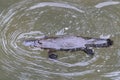 a platypus in a creek on the Eungella National Park, Queensland, Australia