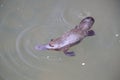 a platypus  in  a creek on the Eungella National Park, Queensland, Australia Royalty Free Stock Photo