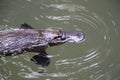 a platypus  in  a creek on the Eungella National Park, Queensland, Australia Royalty Free Stock Photo