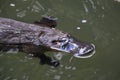 a platypus  in  a creek on the Eungella National Park, Queensland, Australia Royalty Free Stock Photo