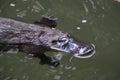 a platypus in a creek on the Eungella National Park, Queensland, Australia