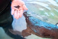 Platypus at Healesville Sanctuary