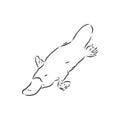 Platypus illustration, drawing, engraving, ink, line art, vector Royalty Free Stock Photo