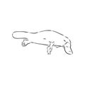 Platypus illustration, drawing, engraving, ink, line art, vector Royalty Free Stock Photo