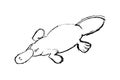 Platypus illustration, drawing, engraving, Royalty Free Stock Photo