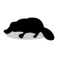 Platypus mammal black silhouette animal