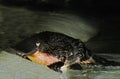 Platypus, ornithorhynchus anatinus, Adult emerging from Water, Australia