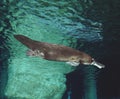 PLATYPUS ornithorhynchus anatinus, AUSTRALIA Royalty Free Stock Photo