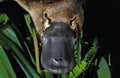 Platypus, ornithorhynchus anatinus, Close up of Beak, Australia