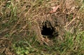 Platypus, ornithorhynchus anatinus, Den Entrance, Australia