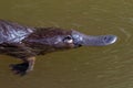 Platypus - Ornithorhynchus anatinus, duck-billed platypus, semiaquatic egg-laying mammal endemic to eastern Australia Royalty Free Stock Photo