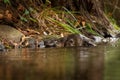 Platypus - Ornithorhynchus anatinus, duck-billed platypus, semiaquatic egg-laying mammal endemic to eastern Australia, including Royalty Free Stock Photo