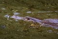 Platypus - Ornithorhynchus anatinus, duck-billed platypus, semiaquatic egg-laying mammal endemic to eastern Australia, including Royalty Free Stock Photo