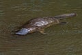 Platypus - Ornithorhynchus anatinus, duck-billed platypus, semiaquatic egg-laying mammal endemic to eastern Australia Royalty Free Stock Photo