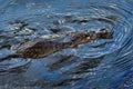 Platypus - Ornithorhynchus anatinus, duck-billed platypus, semiaquatic egg-laying mammal endemic to eastern Australia