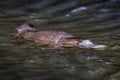 Platypus - Ornithorhynchus anatinus, duck-billed platypus, semiaquatic egg-laying mammal endemic to eastern Australia Royalty Free Stock Photo