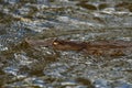 Platypus - Ornithorhynchus anatinus, duck-billed platypus, semiaquatic egg-laying mammal endemic to eastern Australia, including Royalty Free Stock Photo