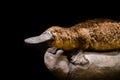 Platypus Ornithorhynchus anatinus on a stone at museum