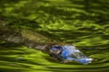 Platypus Ornithorhynchus anatinus sviming in the river.