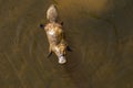 Platypus Ornithorhynchus anatinus sviming in the river.