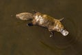 Platypus Ornithorhynchus anatinus sviming in the river.