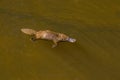 Platypus Ornithorhynchus anatinus sviming in the river.