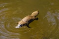 Platypus Ornithorhynchus anatinus sviming in the river.