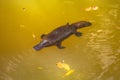 Platypus in a river from aboth