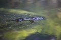 Platypus surfacing in blurry waters of lake in Australia Royalty Free Stock Photo
