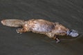 Platypus sviming in the river, Burnie in Tasmania, Australia