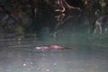 Platypus drifting in calm waters of lake in Australia