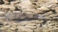 Platypus swimming in a creek.