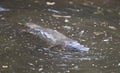 Platypus swimming in a creek