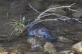 Platypus swimming in a creek in Tasmania.