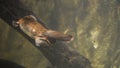 Platypus swimming